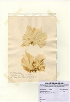 藏品(礁膜)的圖片